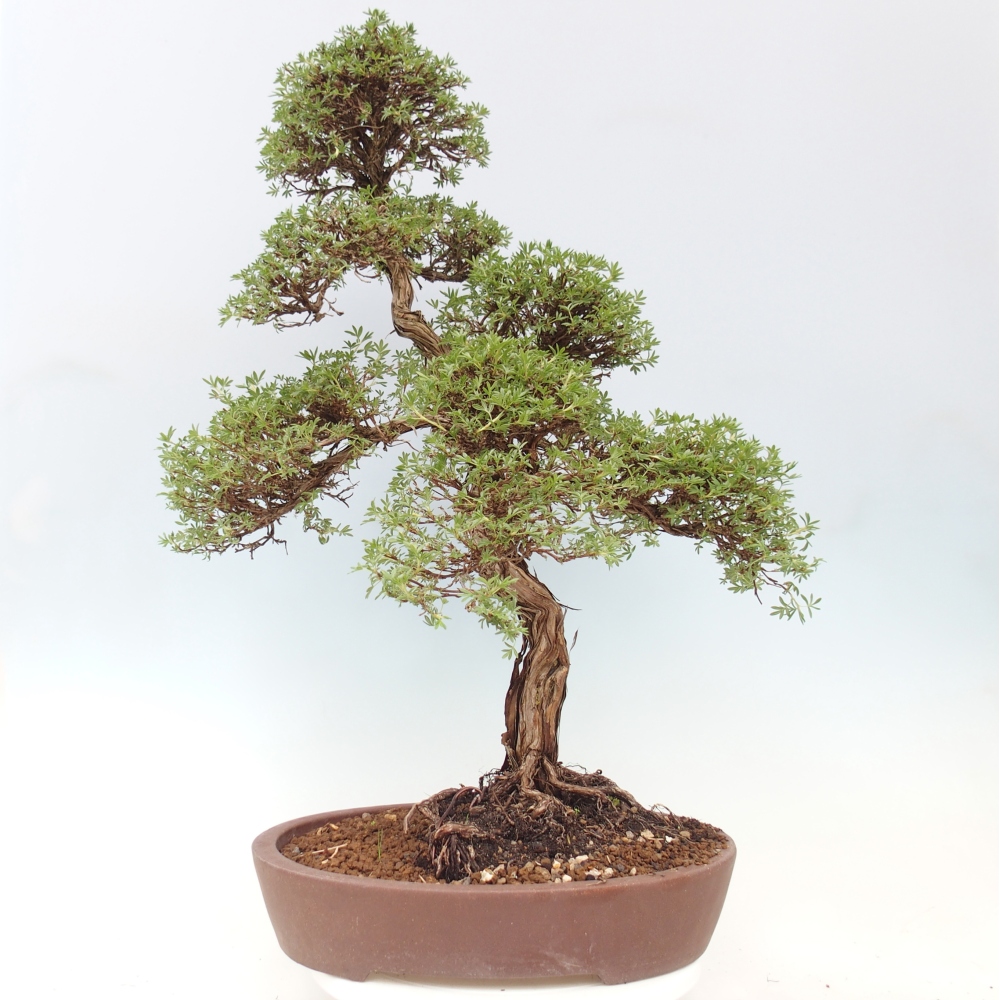 Bonsai zewnętrzne - Potentila fruticosa