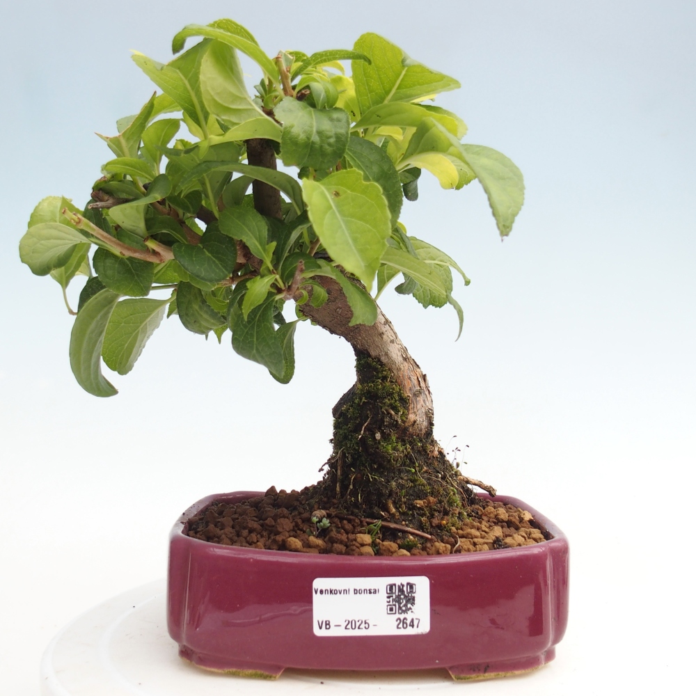 Bonsai na zewnątrz - Celastrus Jesenec
