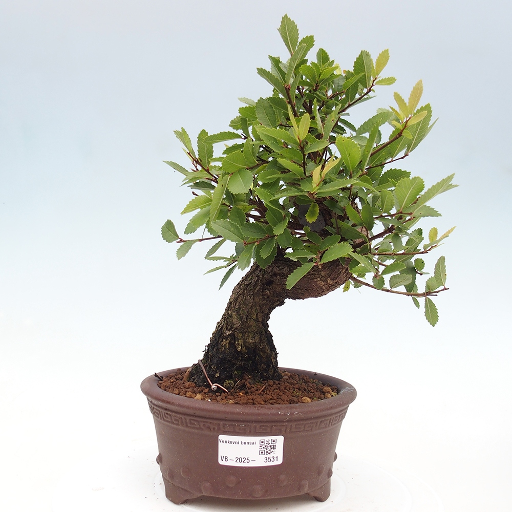 Bonsai na zewnątrz - Zelkova - Zelkova serrata