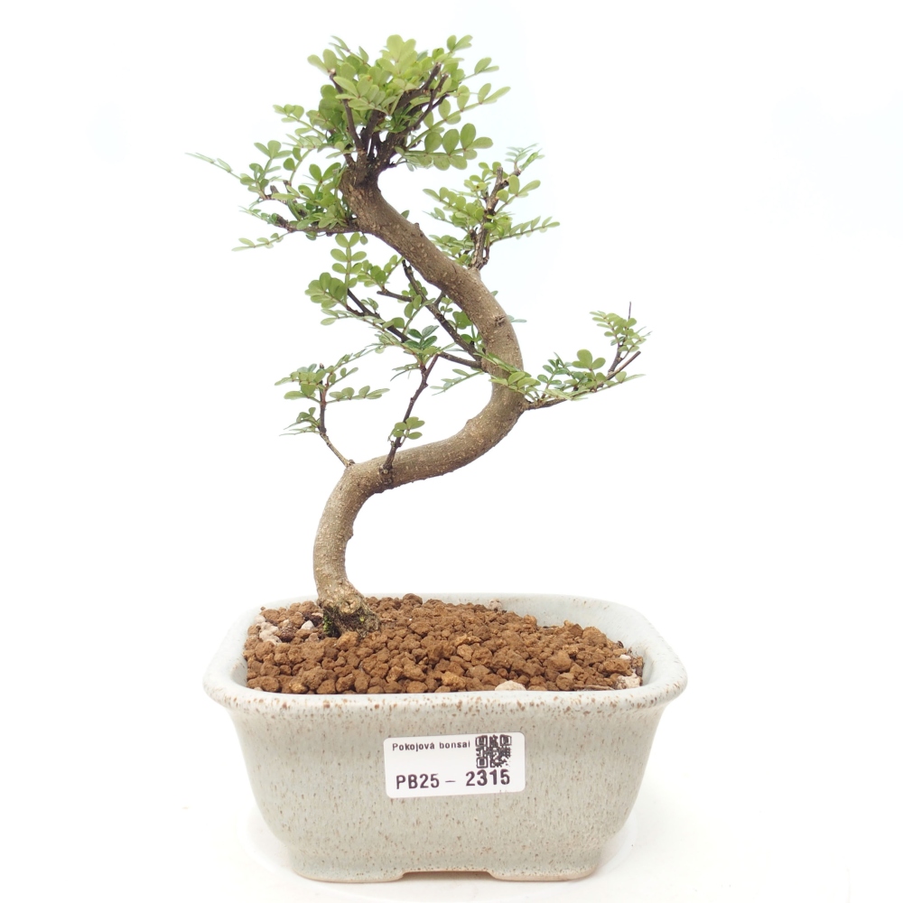 Bonsai do wnętrz - Zantoxylum piperitum - Mięta pieprzowa