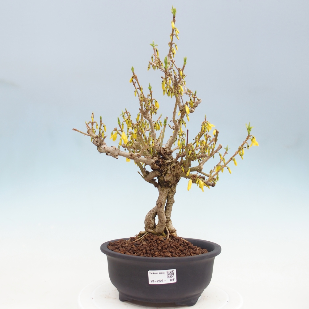 Outdoor bonsai - Zlatice - Forsycja koreańska