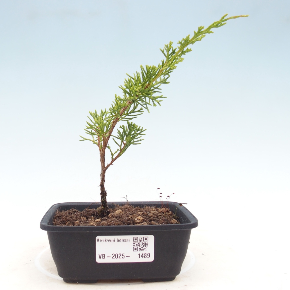 Outdoor bonsai - Juniperus chinensis Itoigawa - Jałowiec chiński