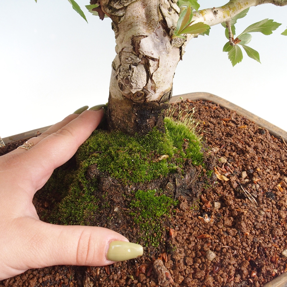 Outdoor bonsai - głóg - Crataegus cuneata