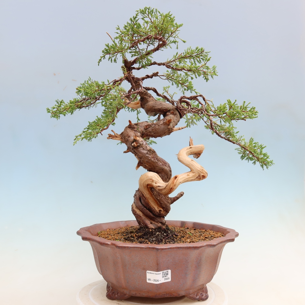 Bonsai ogrodowe – Juniperus chinensis Itoigawa – jałowiec chiński