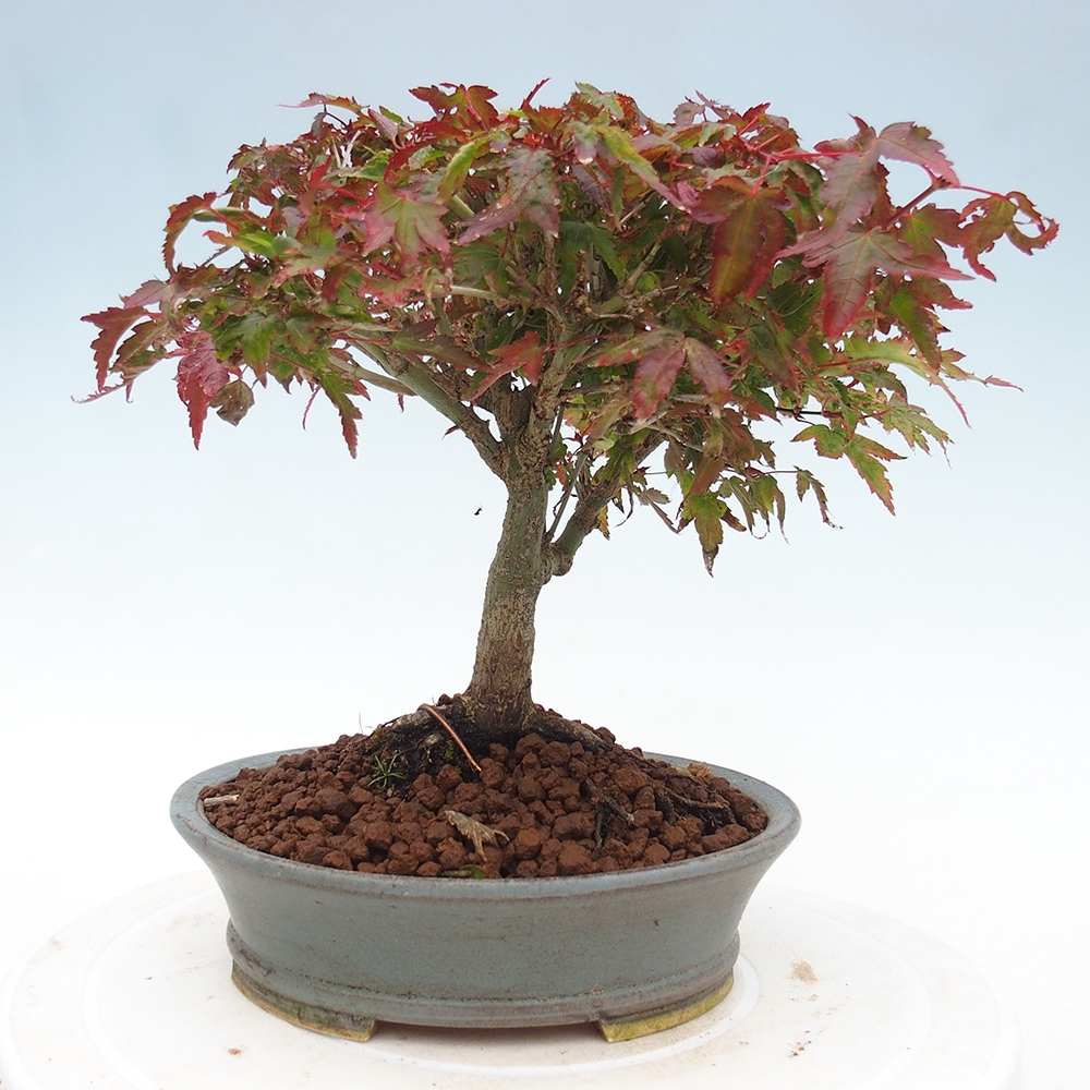 Acer palmatum KIOHIME - klon palmowy