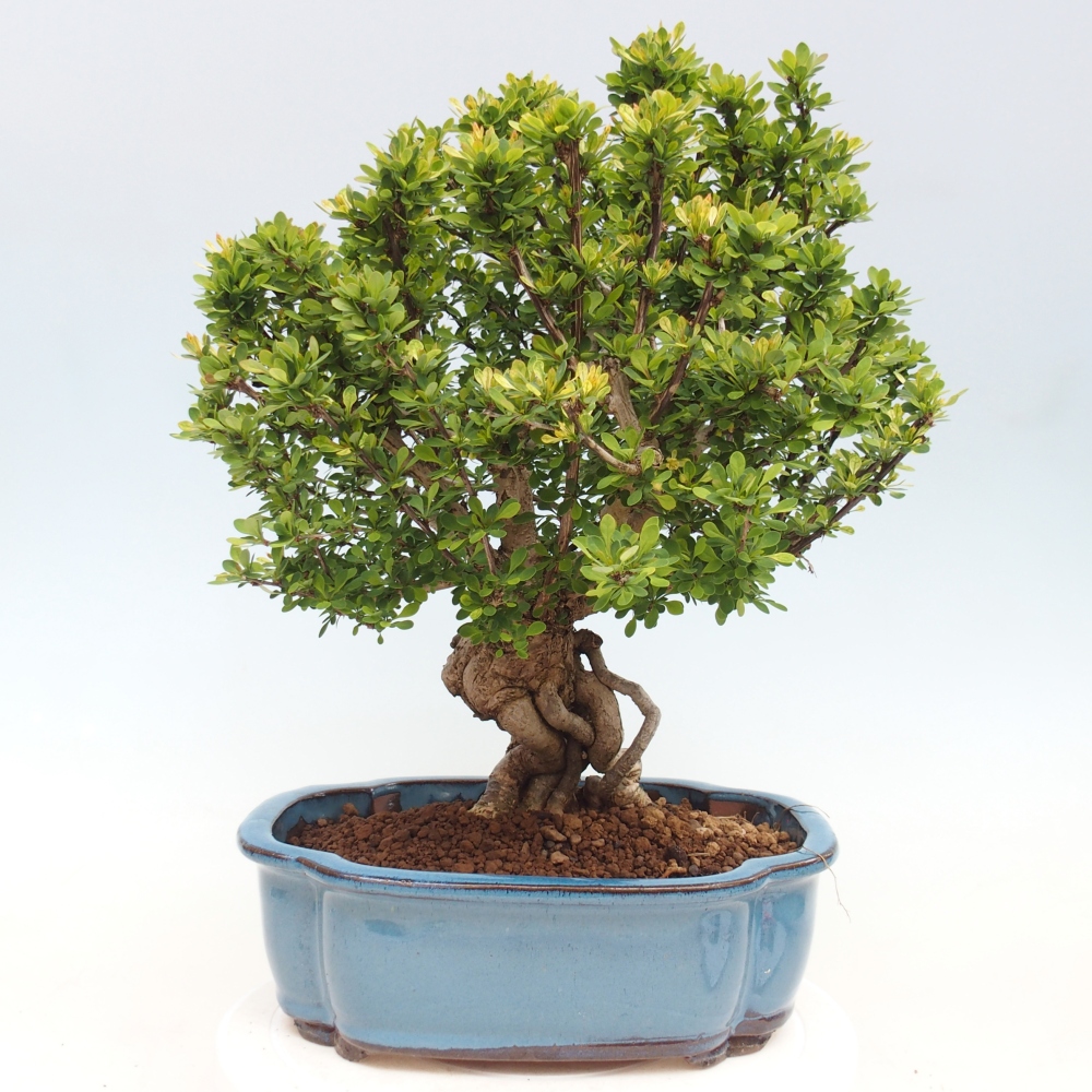 Bonsai zewnętrzne - Berberis coreana