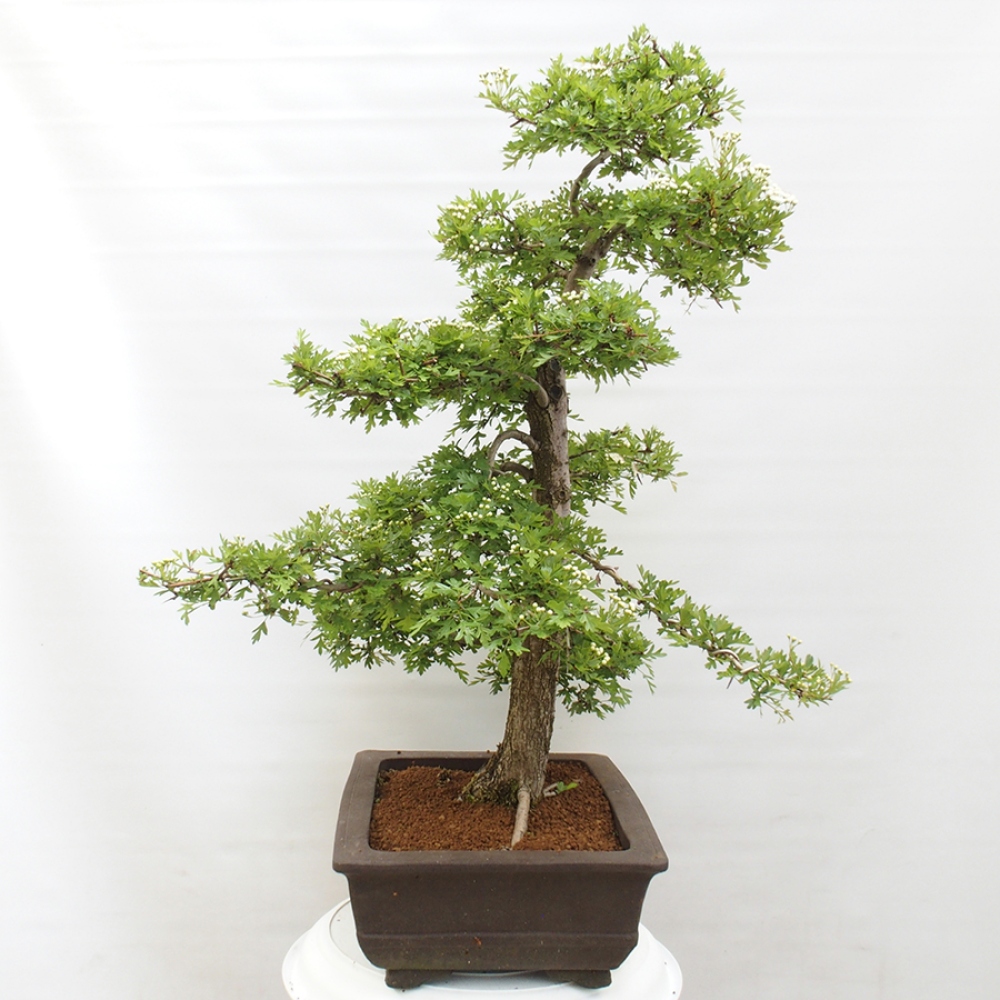 Bonsai zewnętrzne - Głóg - Crataegus monogyna