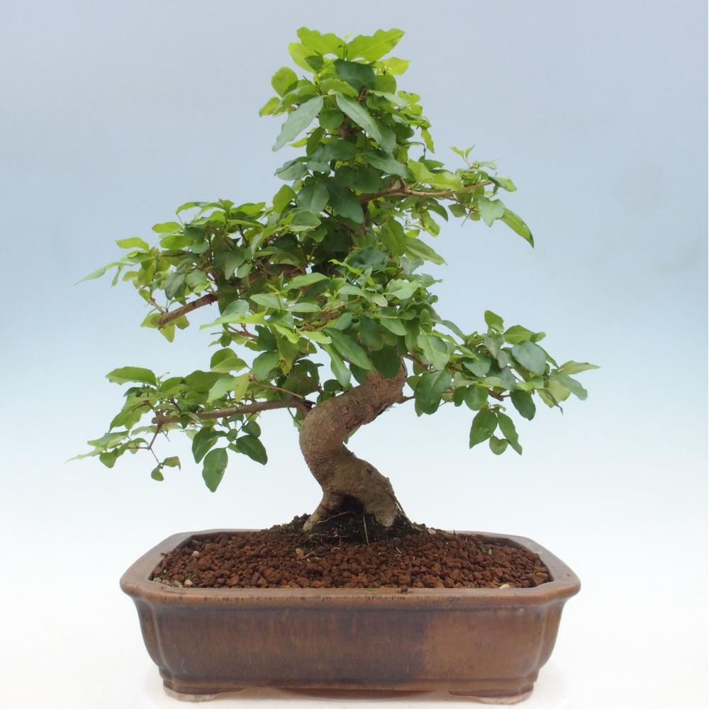 Kryte bonsai - Ligustrum chinensis - widok z lotu ptaka