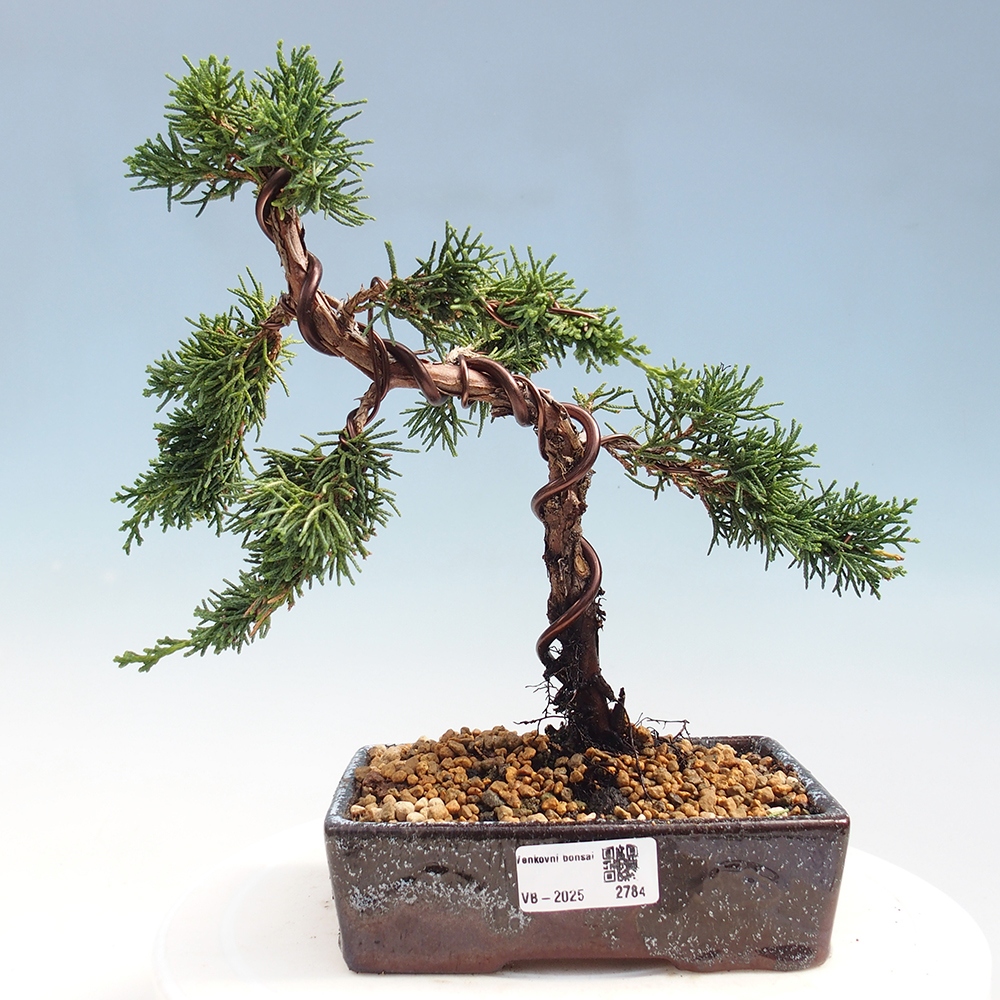 Bonsai zewnętrzne - Juniperus chinensis Kishu - Jałowiec chiński