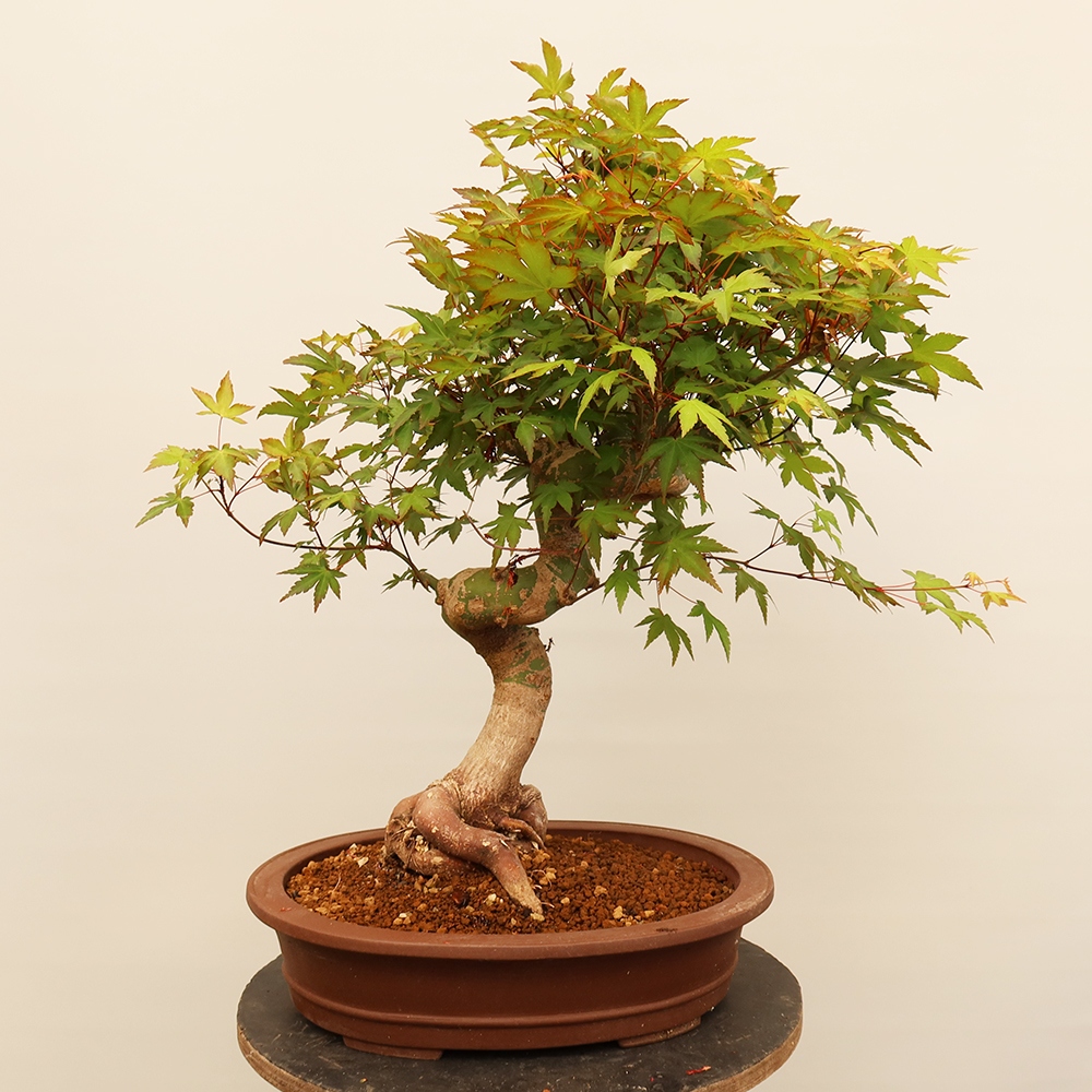 Outdoor bonsai - Klon palmowy - Palmy