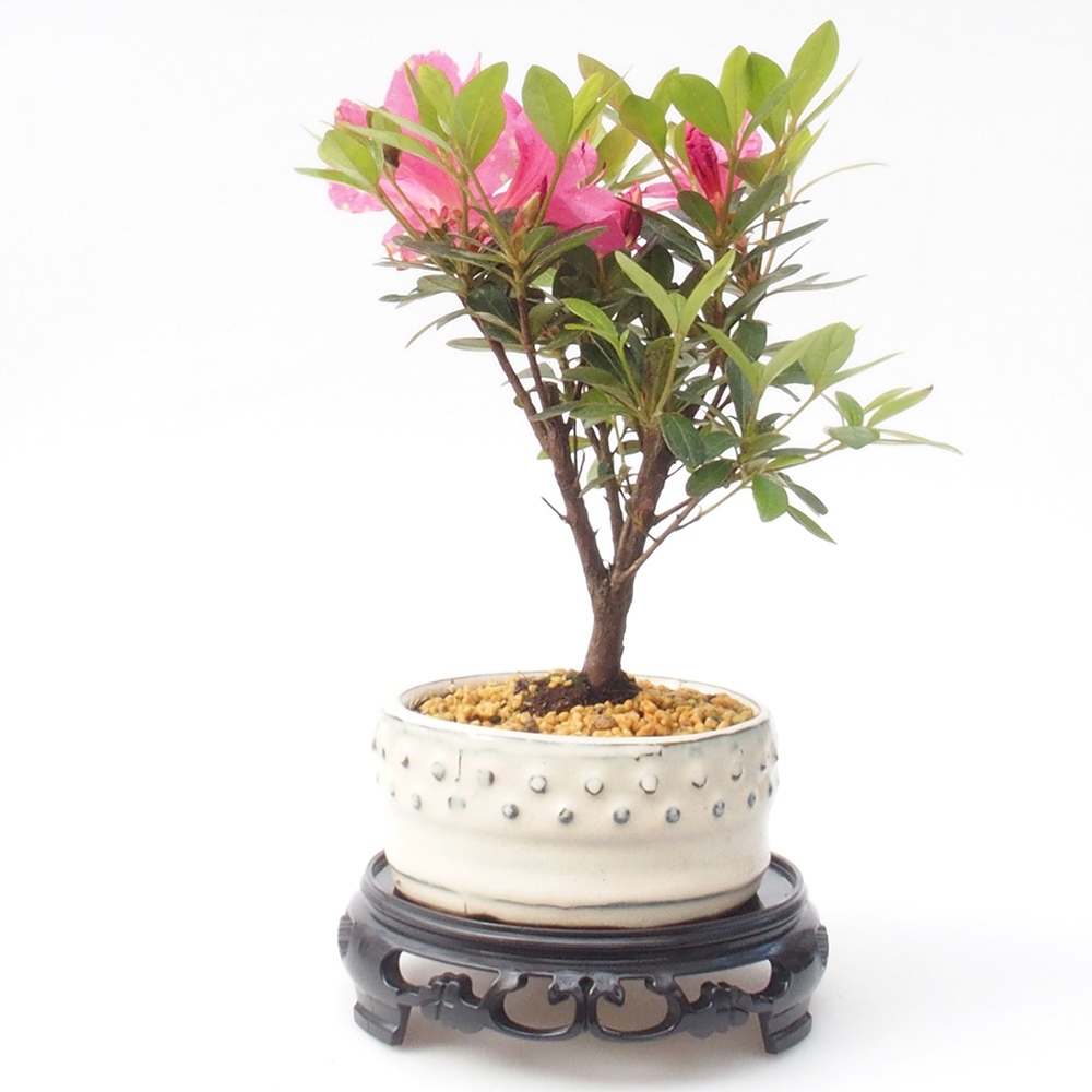 Stolik bonsai plastikowy okrągły 14,5 x 14,5 x 4 cm, kolor czarny