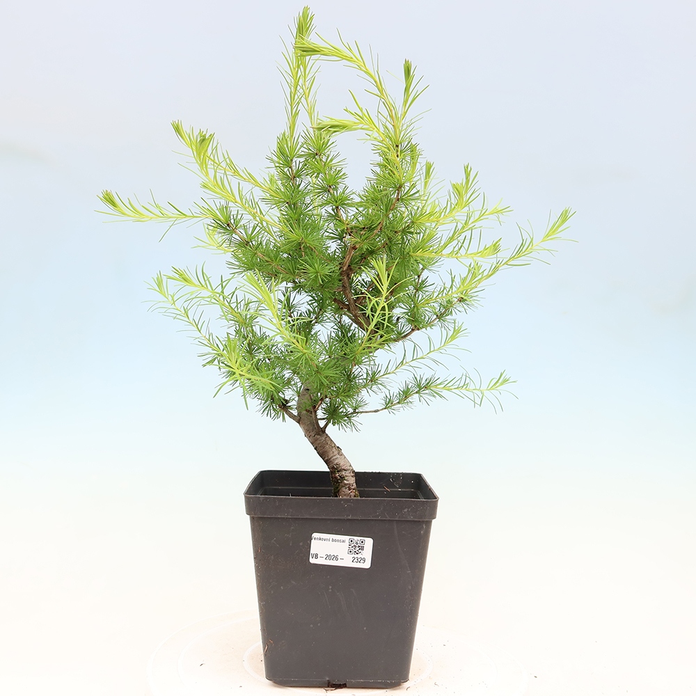 Bonsai zewnętrzne - Larix decidua - Modrzew