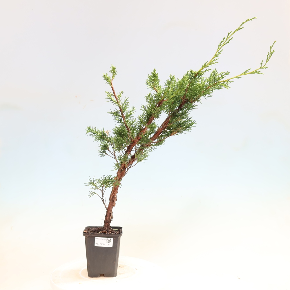 Outdoor bonsai - Juniperus chinensis Kishu