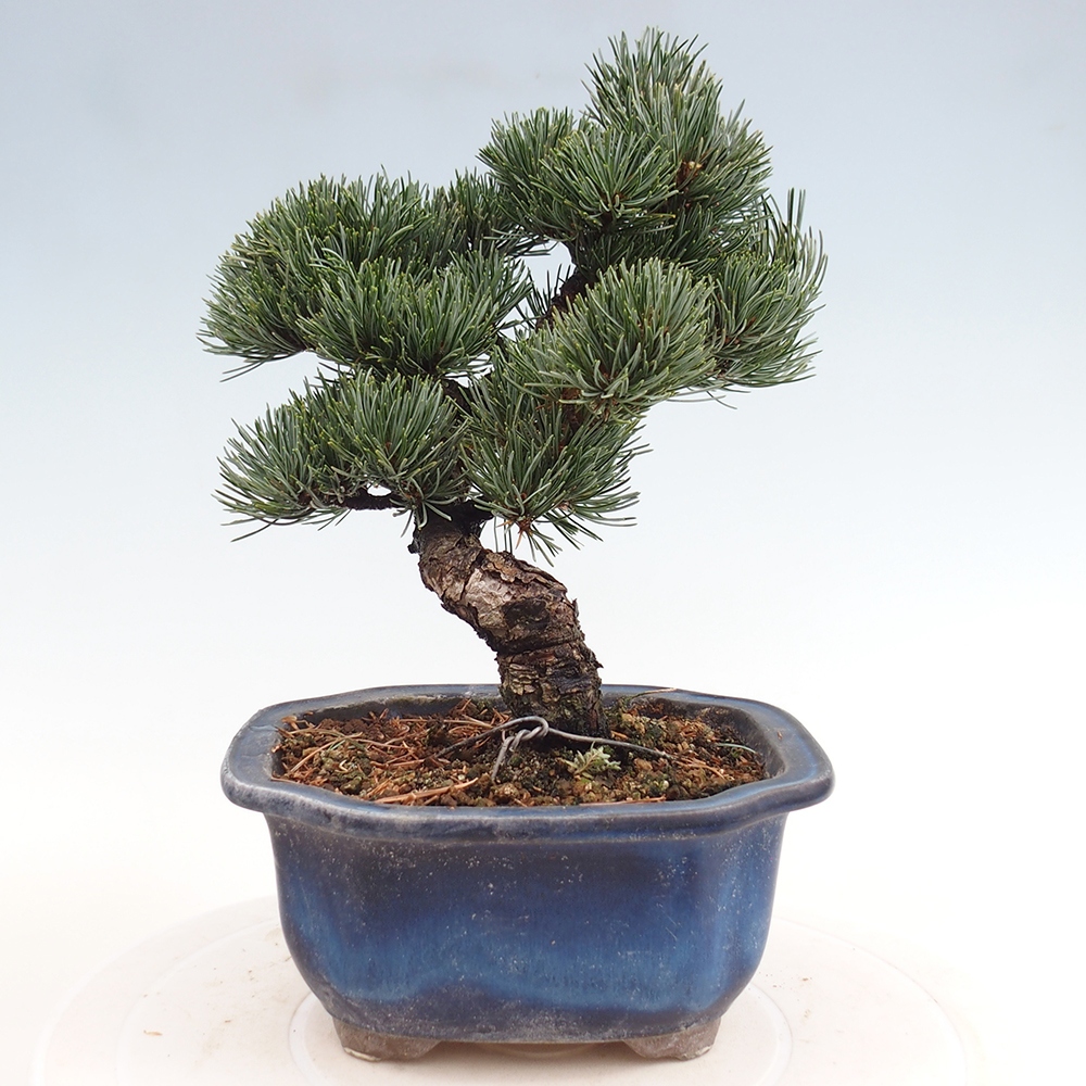 Outdoor bonsai - Pinus parviflora - Mała sosna