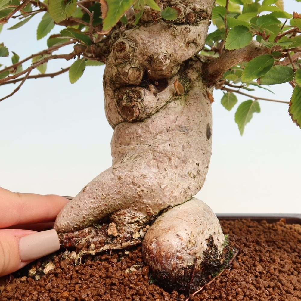 Outdoor bonsai - Carpinus CARPINOIDES - grab koreański
