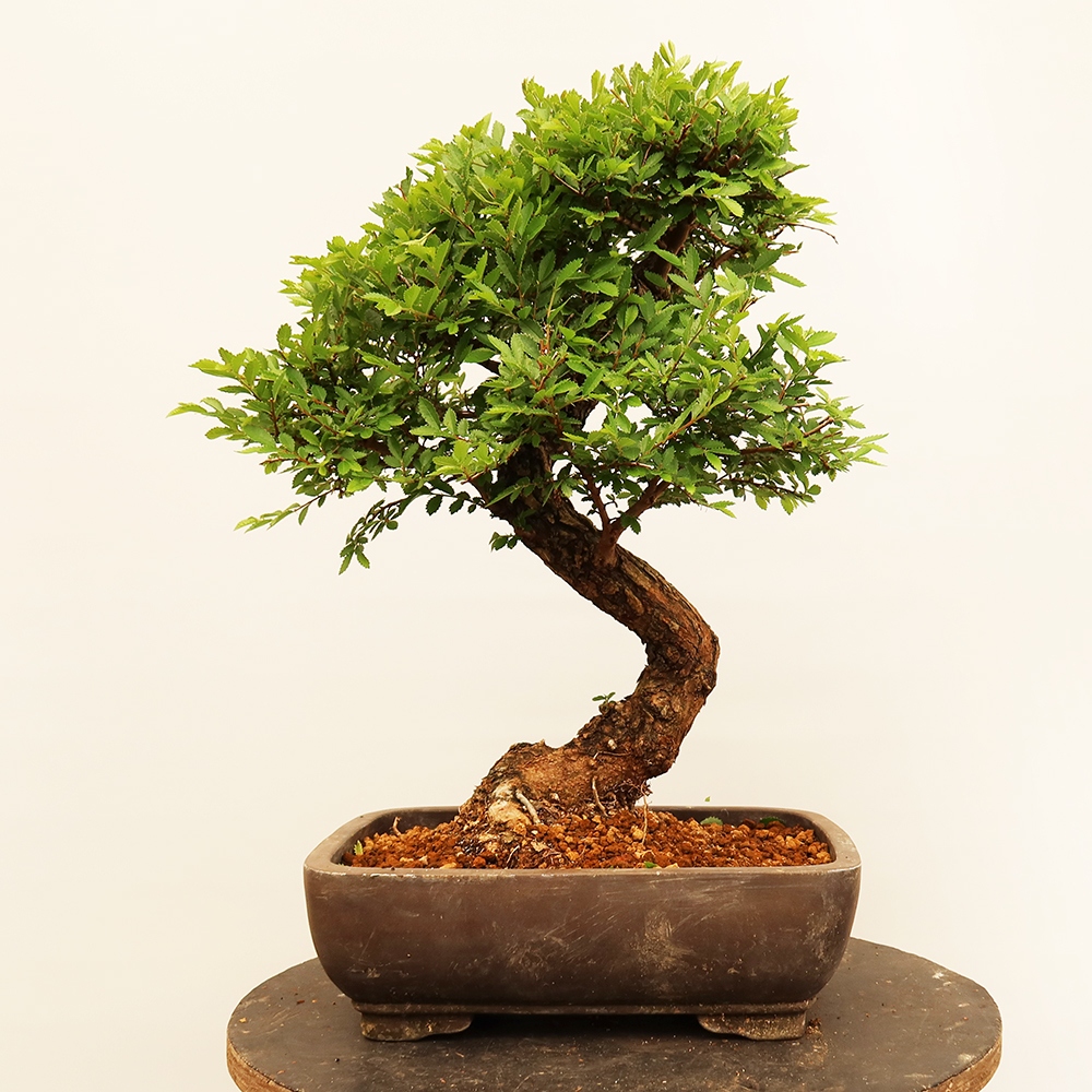 Bonsai na świeżym powietrzu - Zelkova - Zelkova NIRE