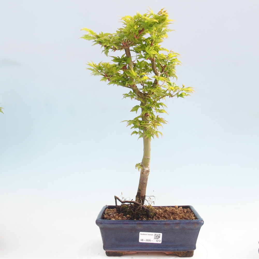 Outdoor bonsai - palma jaworowa Acer palmatum Shishigashira