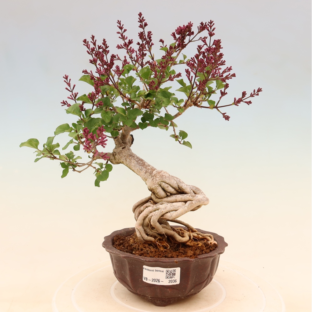 Outdoor bonsai - Syringa microphylla - liliowiec drobnokwiatowy