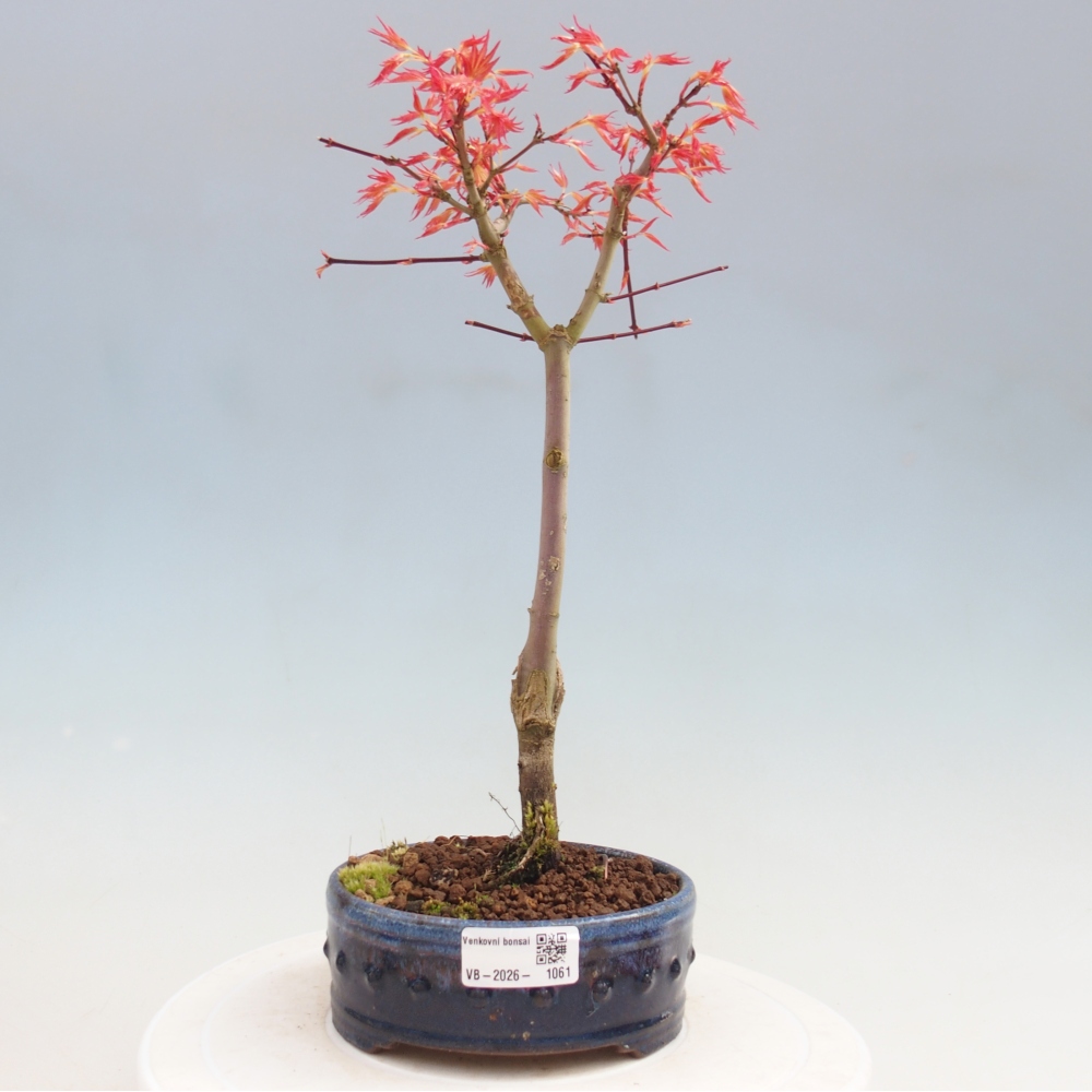 Klon pospolity - Acer palmatum Beni Tsukasa