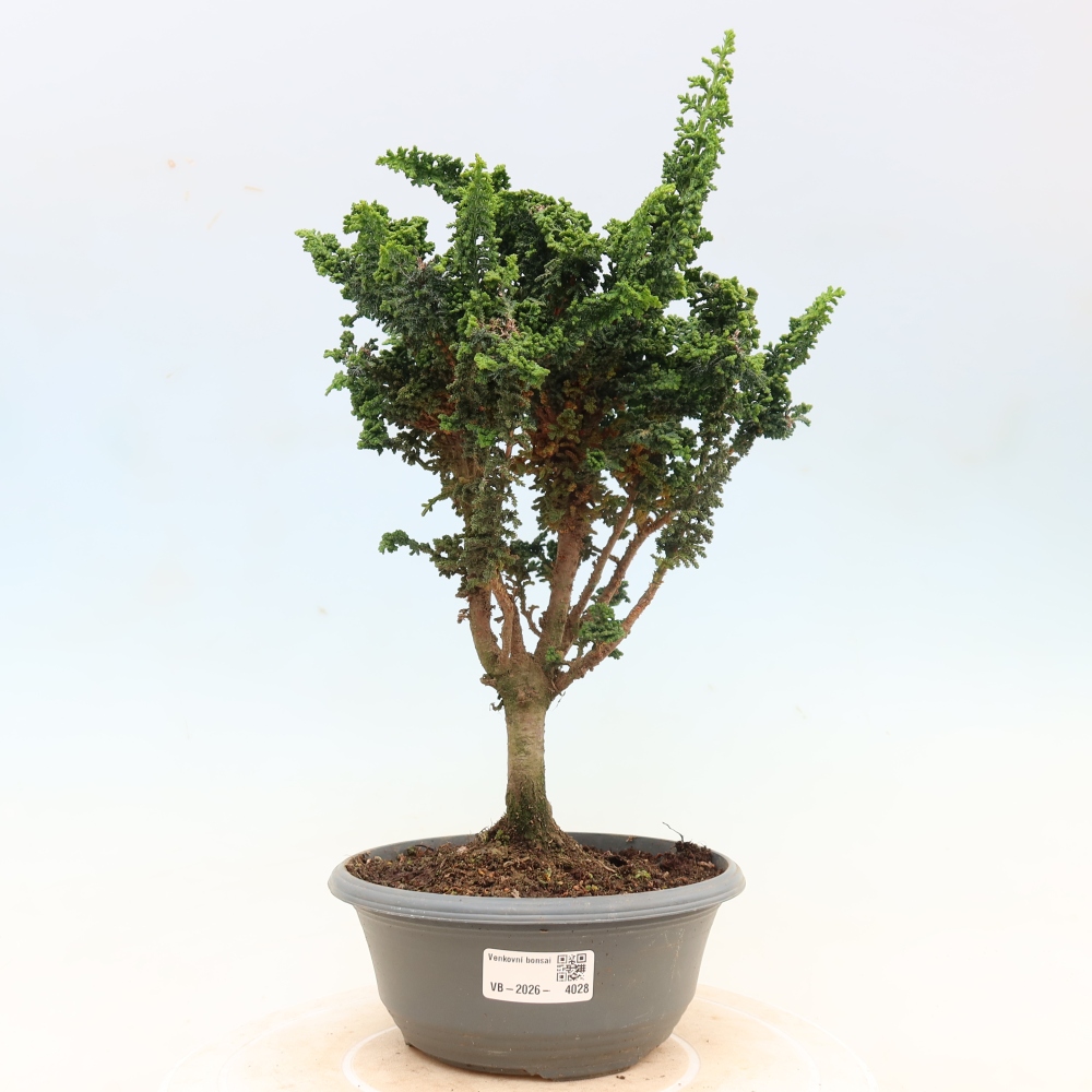 Bonsai zewnętrzne - Cham. obtusa SEKKA HINOKI - Cyprys