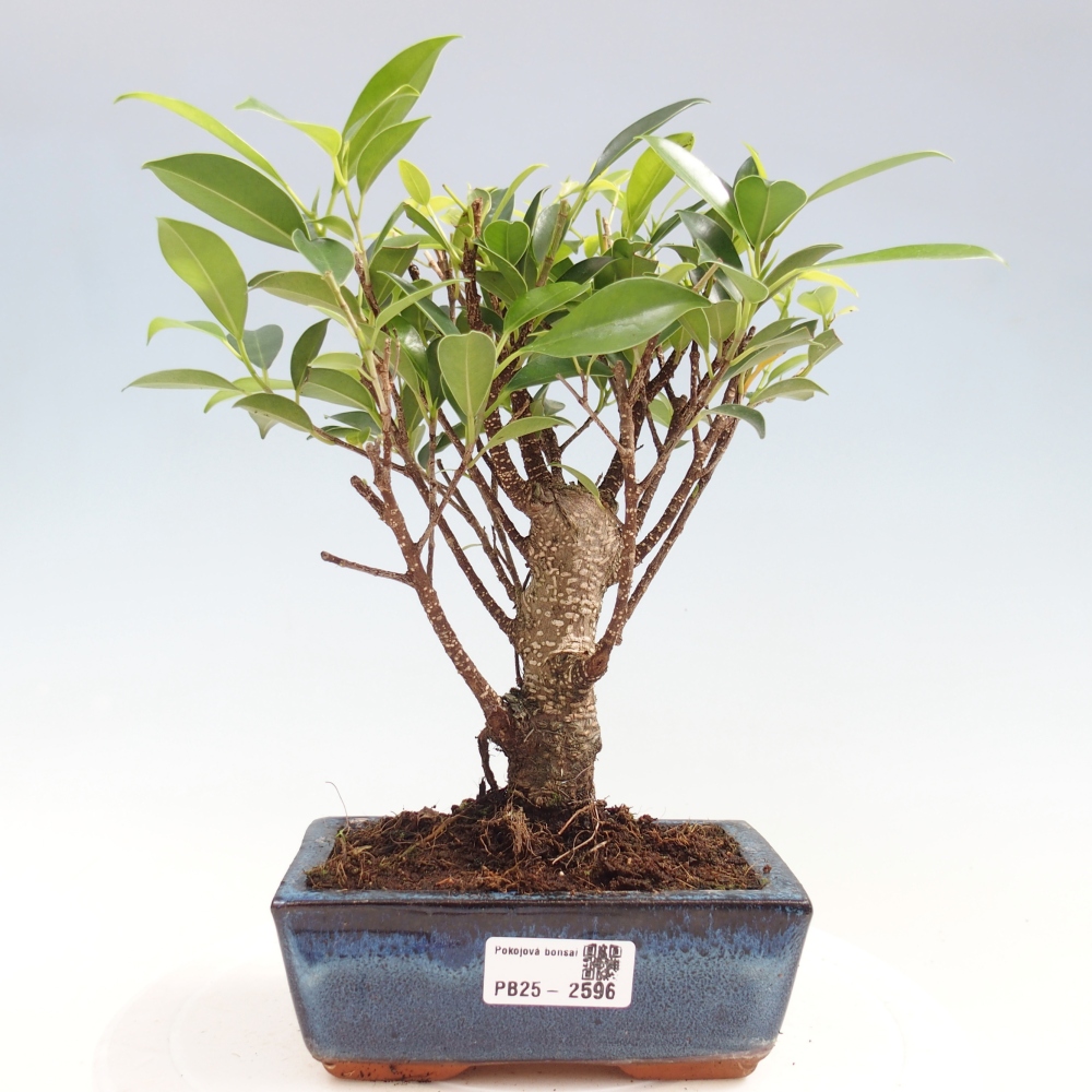 Bonsai wewnętrzne - Ficus retusa - figowiec drobnolistny