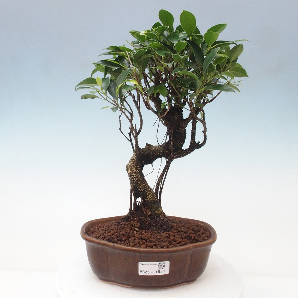 Kryty bonsai - Ficus retusa - figowiec drobnolistny