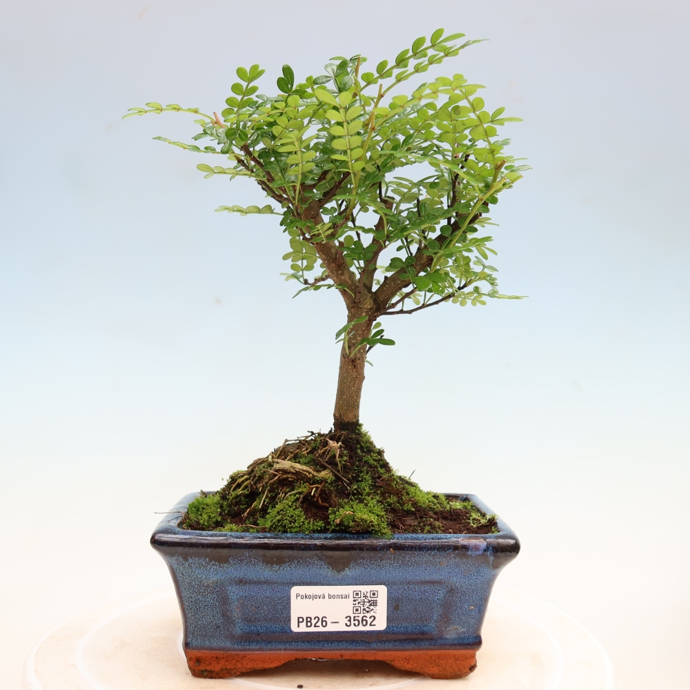 Pokój bonsai - Zantoxylum piperitum - drzewo pieprzowe