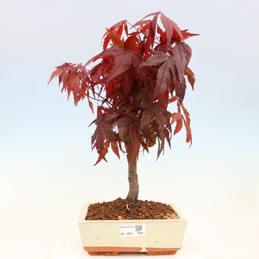 Bonsai na zewnątrz - Palma Acer. Atropurpureum-Javor palmate