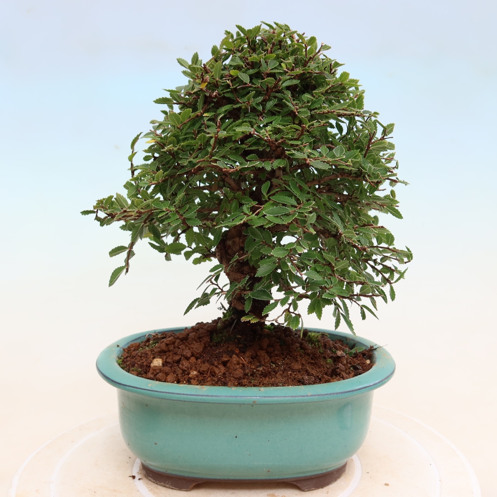 Bonsai zewnętrzne - Zelkova - Zelkova NIRE