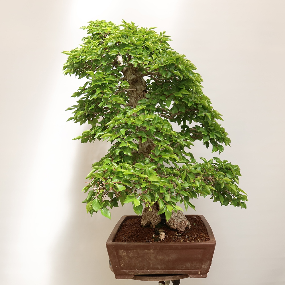 Bonsai plenerowe - Carpinus Coreana - grab koreański