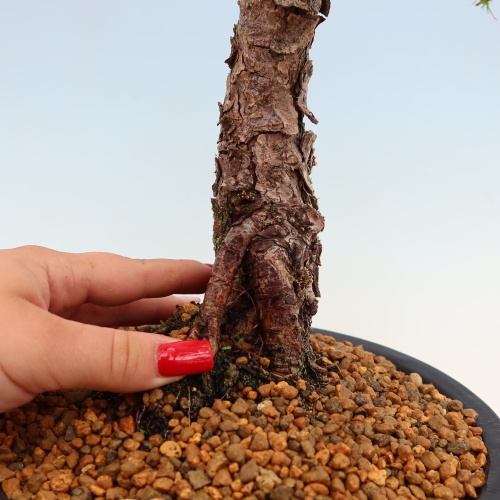 Bonsai zewnętrzne - Larix decidua - Modrzew