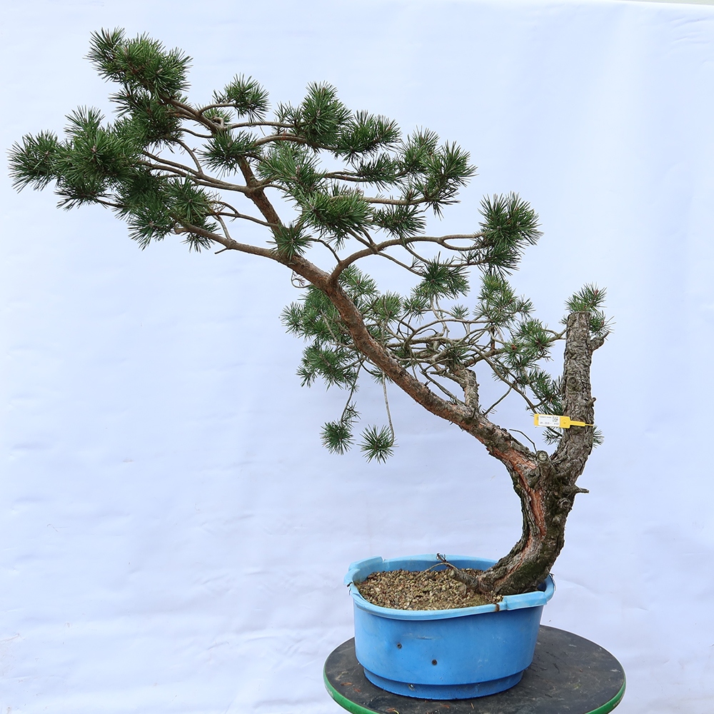 Pinus sylvestris Hiszpania – sosna zwyczajna