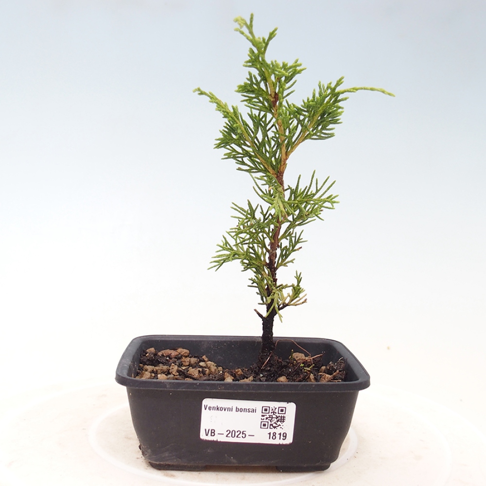 Outdoor bonsai - Juniperus chinensis Itoigawa - Jałowiec chiński