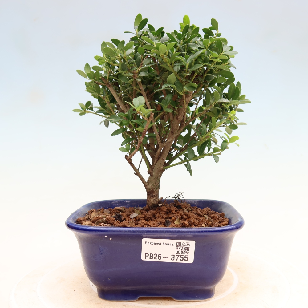 Pokój bonsai - Ilex crenata - Ostrokrzew