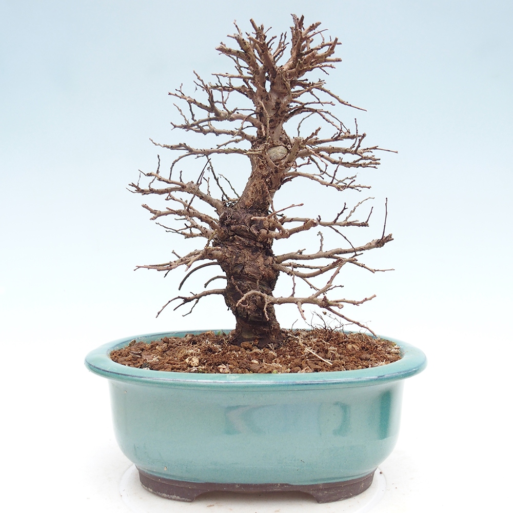 Bonsai zewnętrzne - Zelkova - Zelkova NIRE