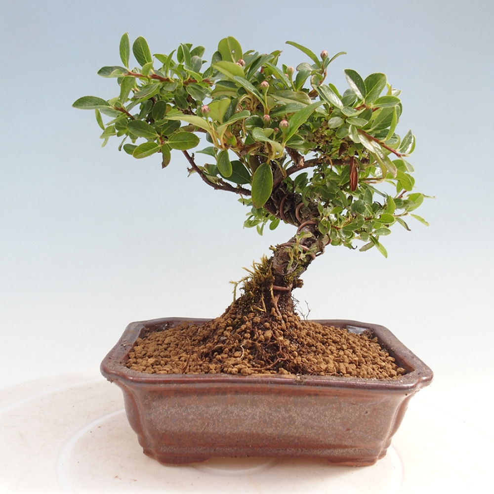 Plenerowe bonsai - Irga pozioma - Drzewo skalne