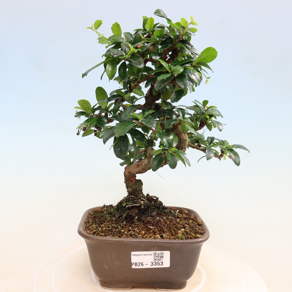 Bonsai pokojowe - Carmona macrophylla - Tea fuki