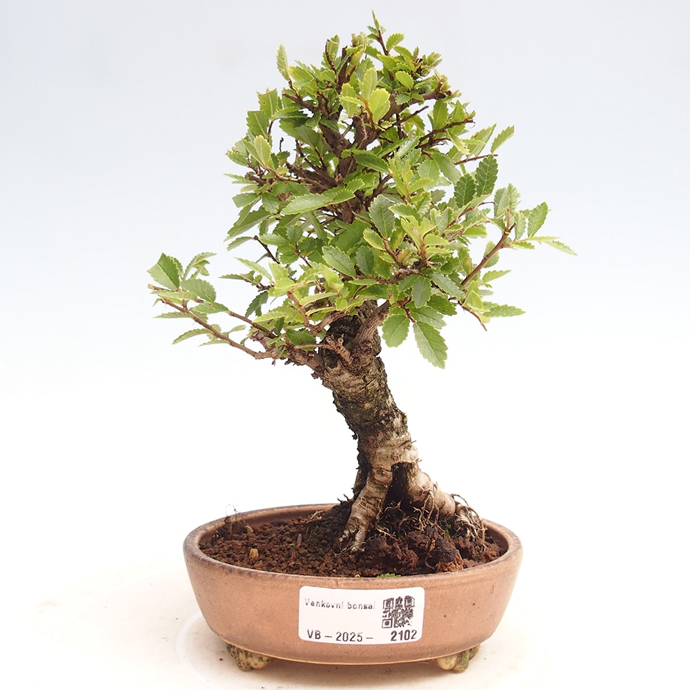 Outdoor bonsai - Zelkova - Zelkova NIRE