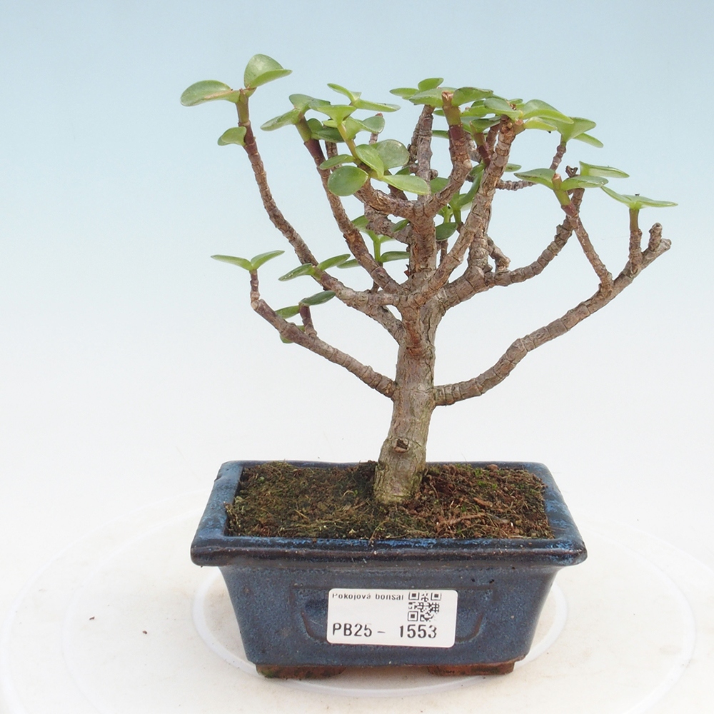 Kryte bonsai - Portulakaria Afra - Tlustice