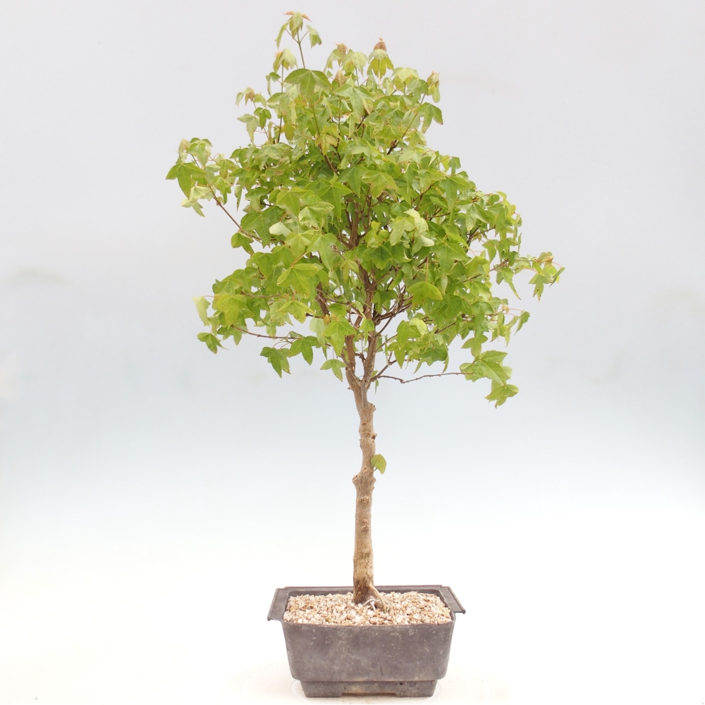 Outdoor bonsai - Acer Buergerianum - Klon Burger