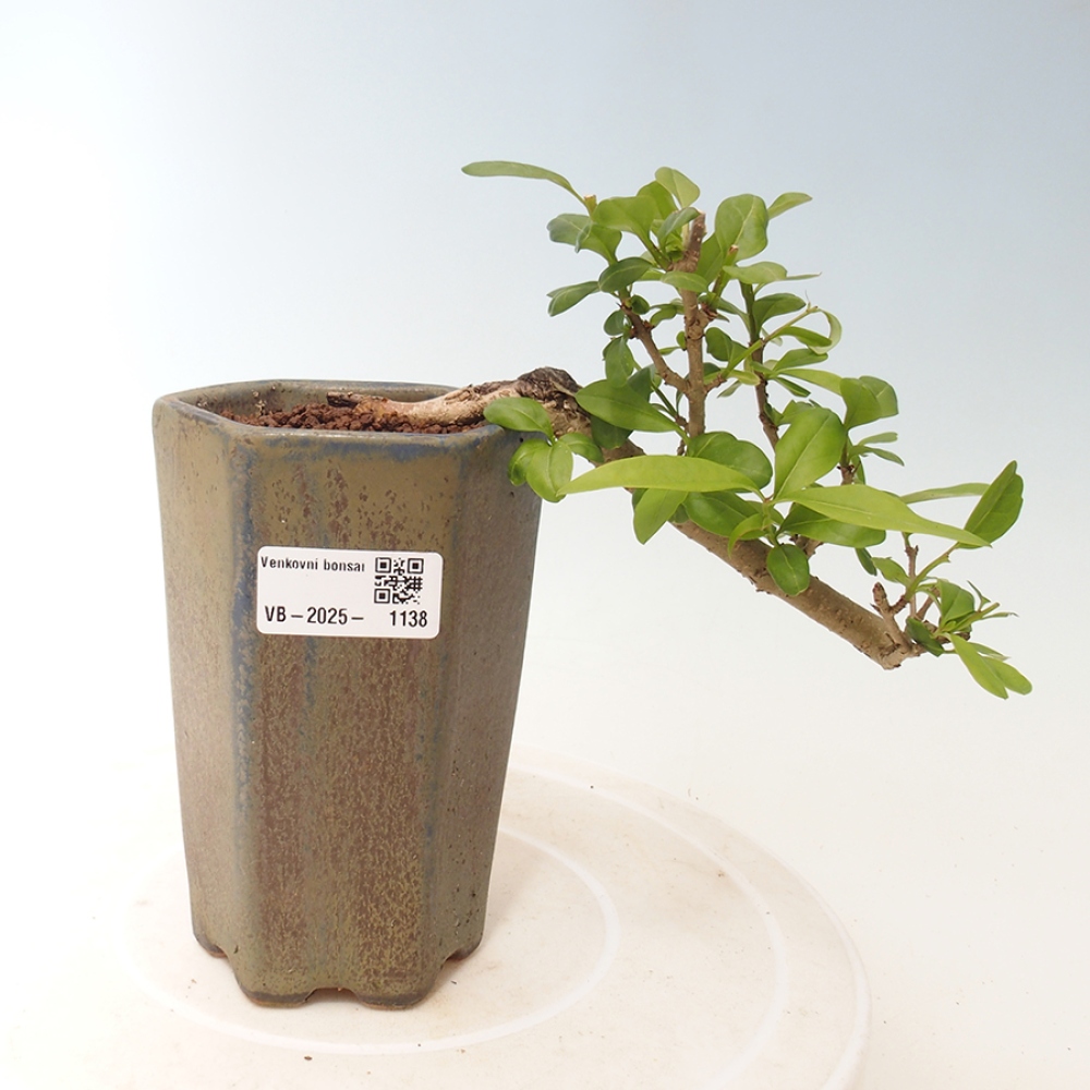 Outdoor bonsai - Prunus spinosa - tarnina
