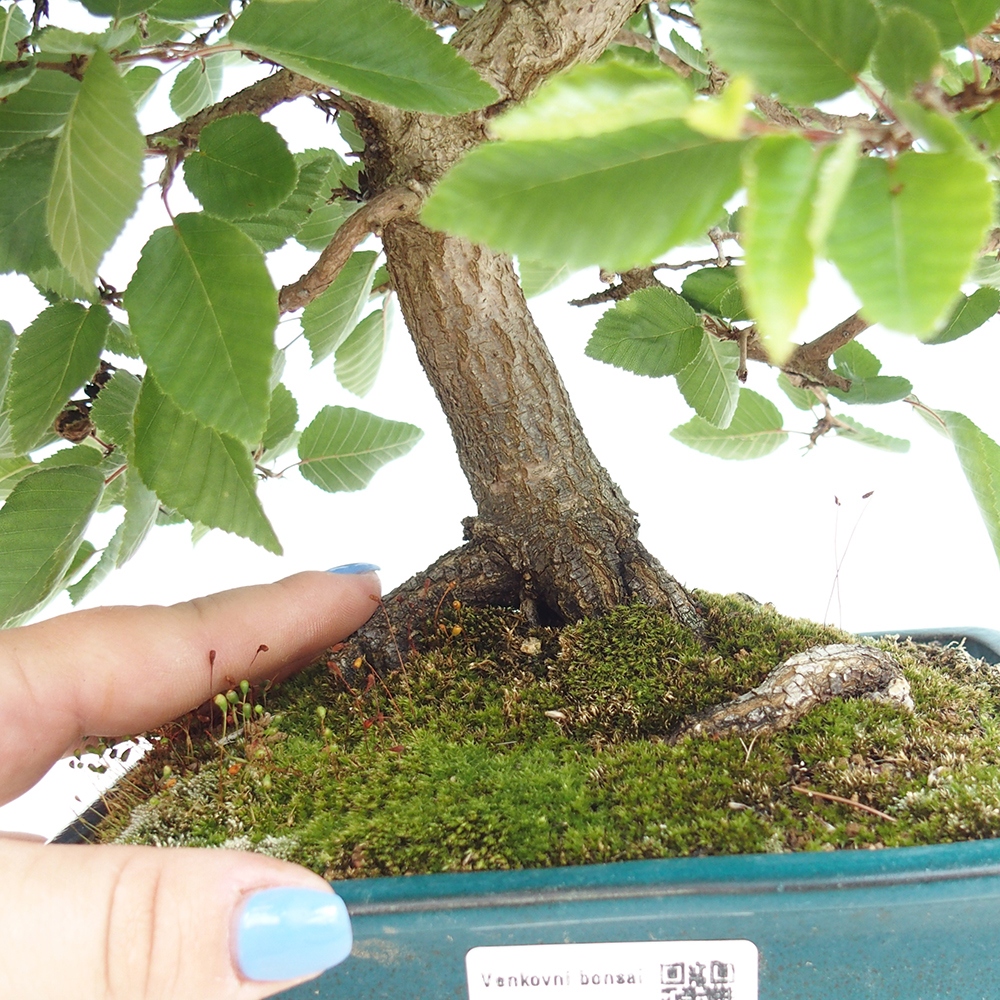 Bonsai plenerowe - Carpinus Coreana - grab koreański