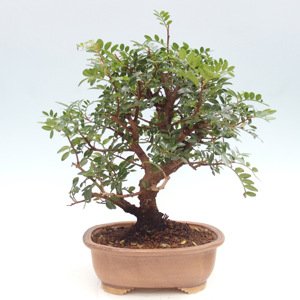 Bonsai pokojowe - Pistacja