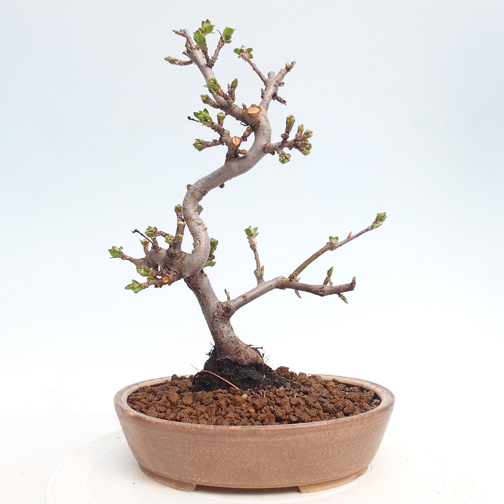 Outdoor bonsai - Malus sargentii - Jabłoń drobnoowocowa