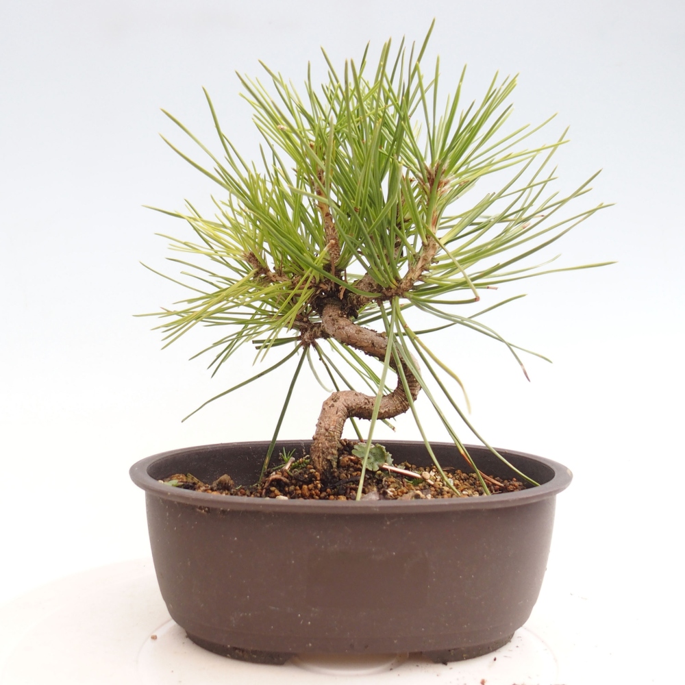 Bonsai ogrodowe - Pinus thunbergii - Sosna Thunbergia