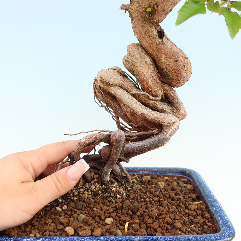 Outdoor bonsai - Carpinus coreana - grab koreański