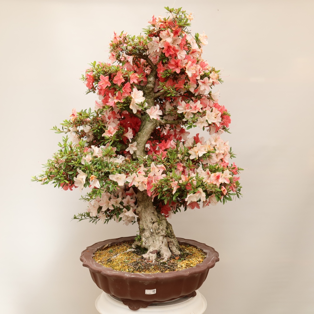 Bonsai zewnętrzne - Azalia japońska - Azalia Kinu-no-Hikari