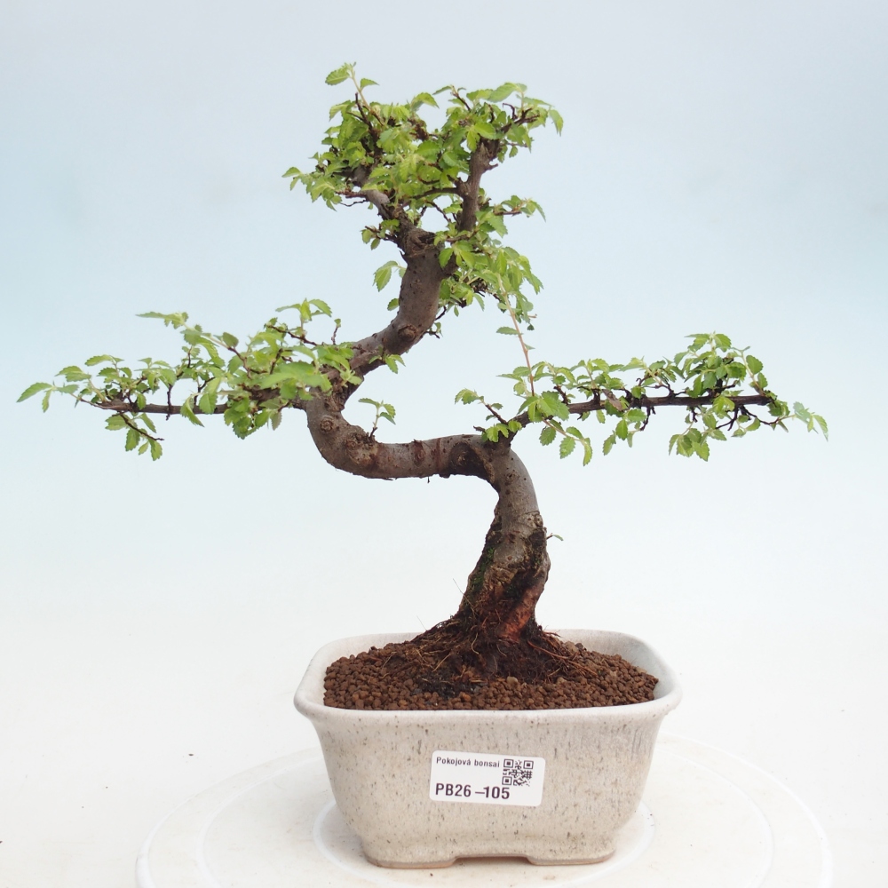 Pokój bonsai - Ulmus parvifolia - Wiąz drobnolistny
