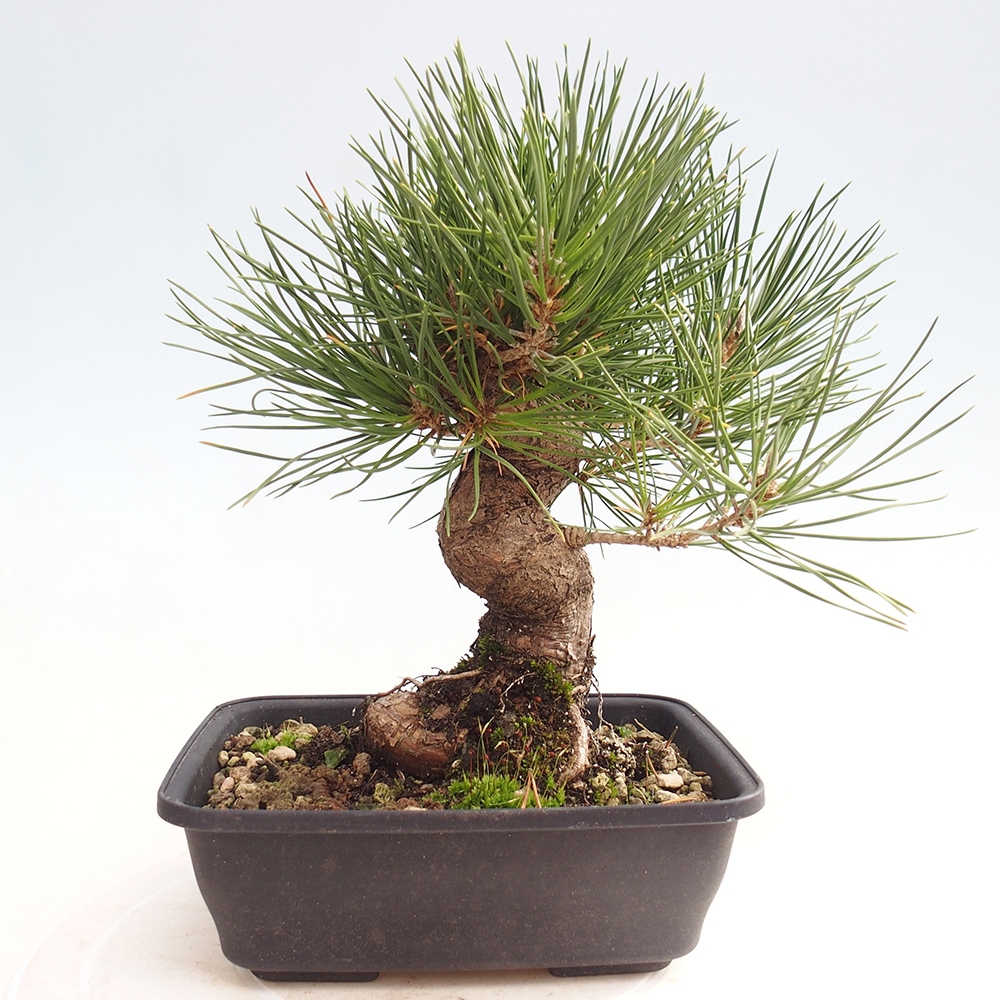 Outdoor bonsai - Pinus thunbergii - sosna Thunberga