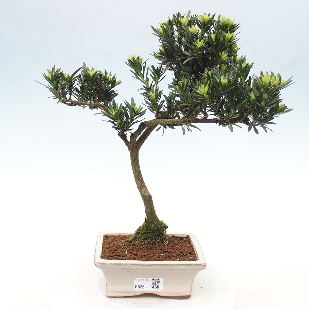 Kryty bonsai - Podocarpus - Kamień tys